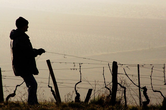 Brda Wine Region