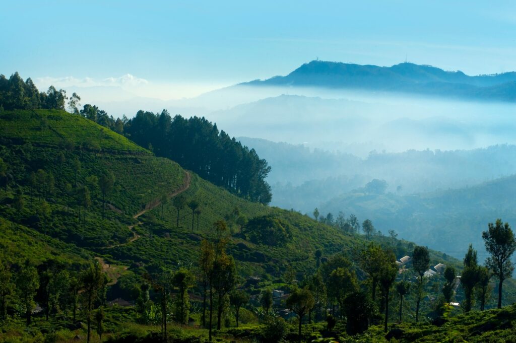 Serene view of misty morning in Nuwara Eliya, Sri Lanka's green tea plantations.