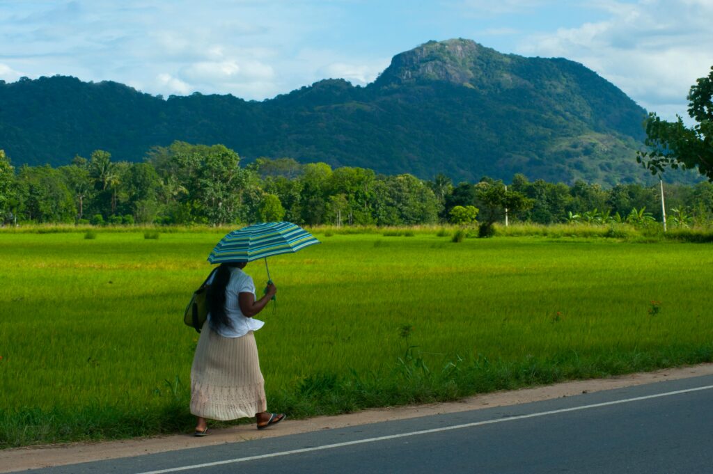 A woman walks along a rural road with an umbrella, surrounded by lush fields in Ella, Sri Lanka.